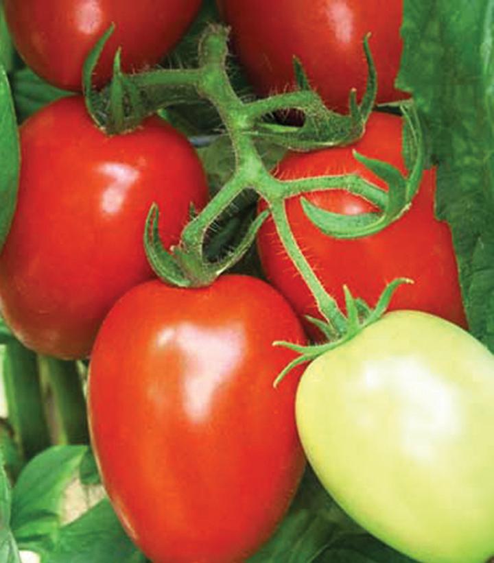 TOMATO `VIVA ITALIA` (PASTE)