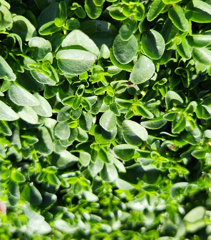 VERONICA REPENS - 3`` POT