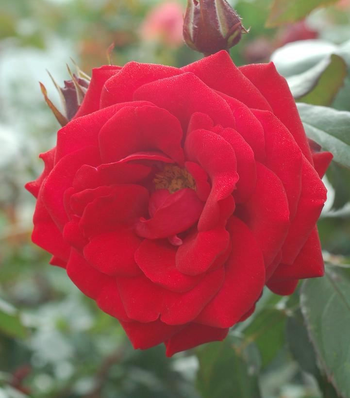ROSA `EUROPEANA`