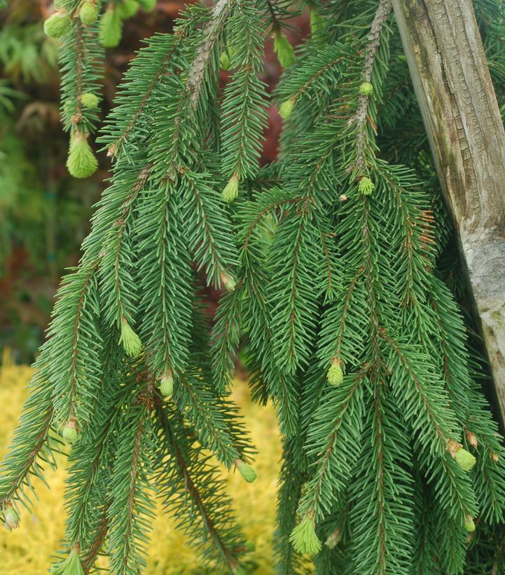 PICEA ABIES `PENDULA`