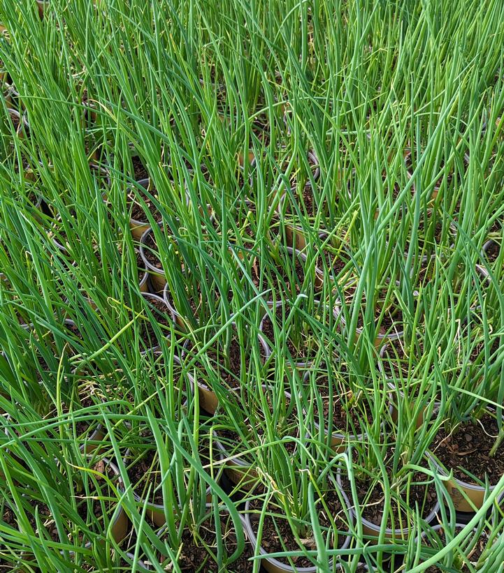 ALLIUM FISTULOSUM - SCALLION