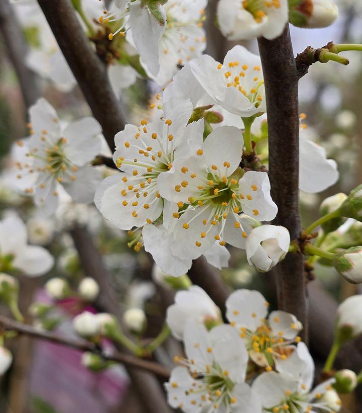 PRUNUS X `SHIRO` JAP PLUM-Prunus