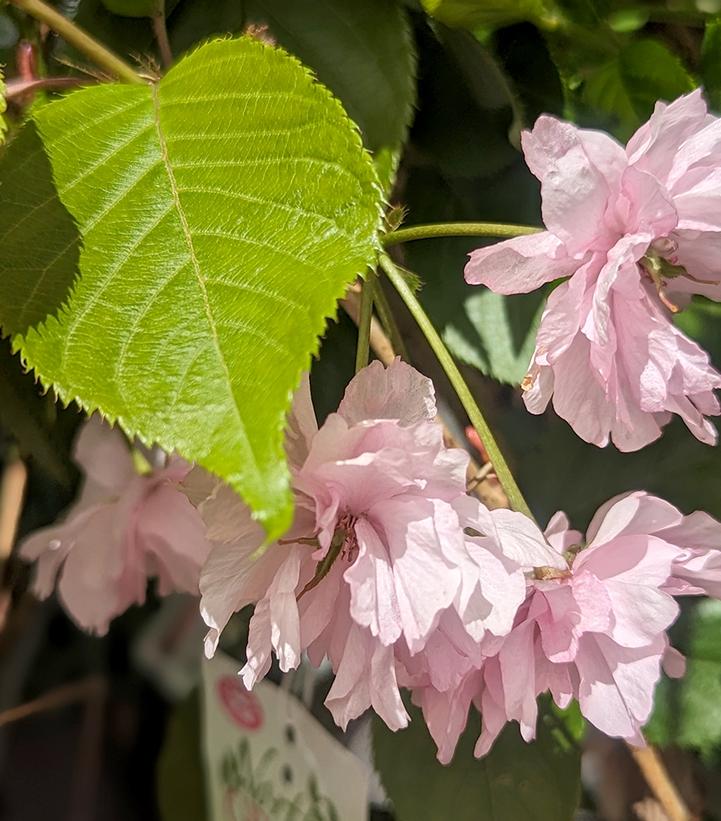 PRUNUS SERRULATA `KWANZAN`