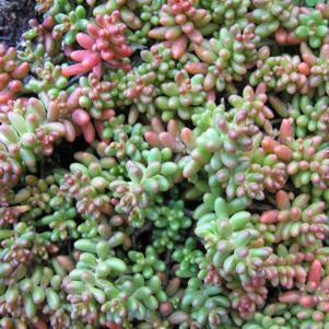 SEDUM ALBUM `CORAL CARPET` - 3`` POT