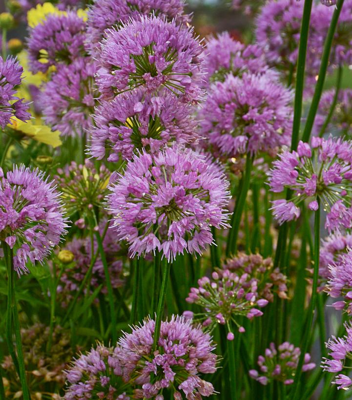 ALLIUM `COBALT MILLENIUM`