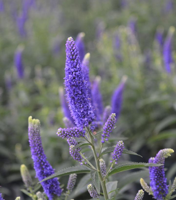 VERONICA `FIRST GLORY`
