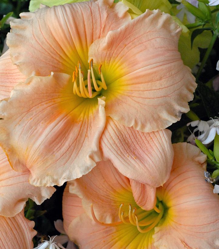 HEMEROCALLIS `BARBARA MITCHELL` - PINK