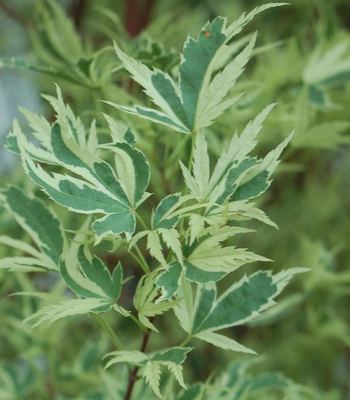ACER PALMATUM `BUTTERFLY`