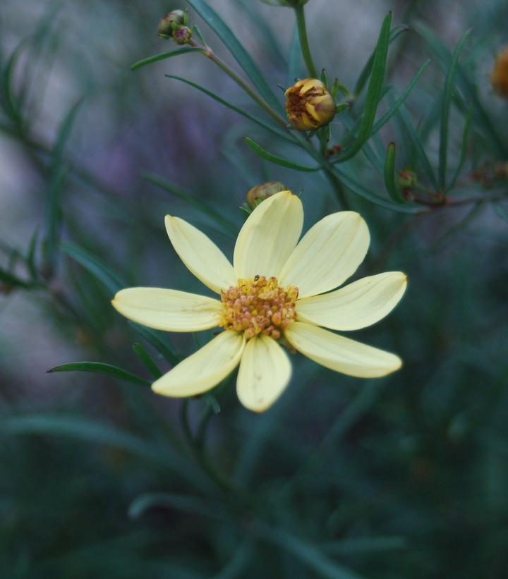 COREOPSIS VERTICILLATA `MOONBEAM`