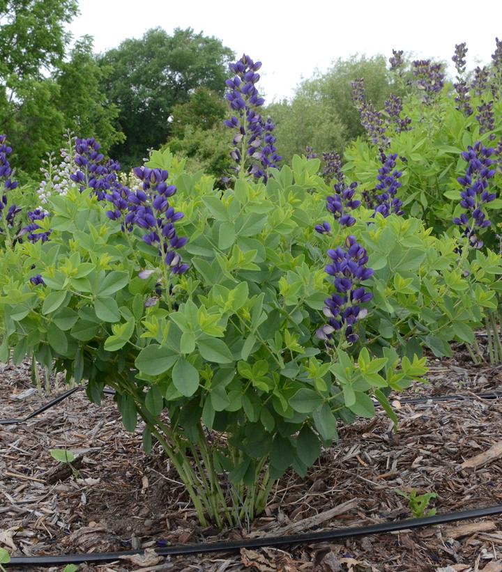 BAPTISIA DECADENCE `SPARKLING SAPPHIRES`