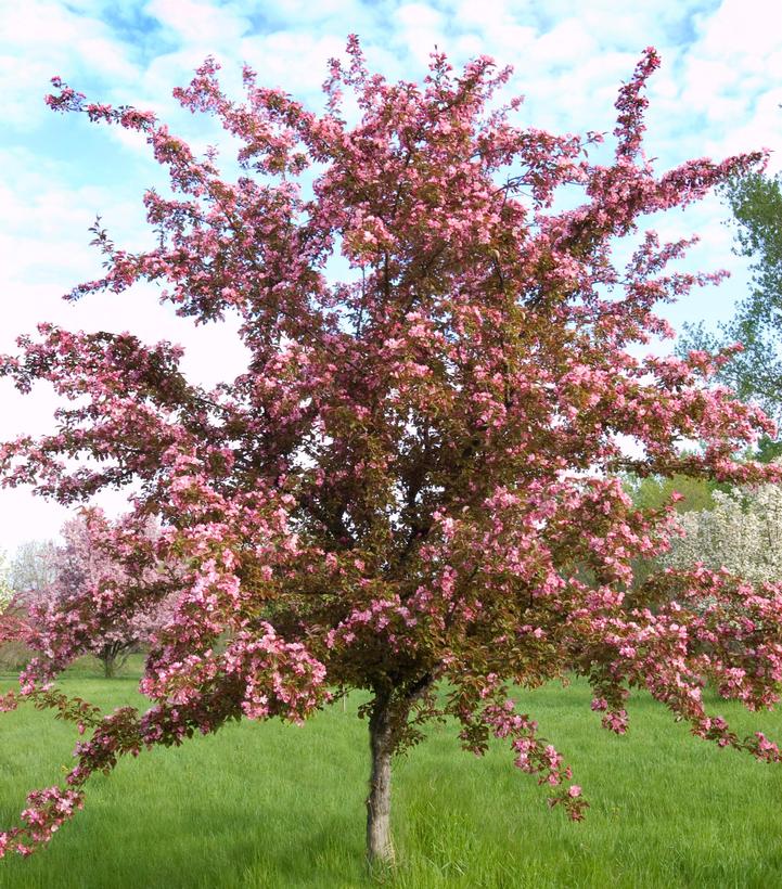MALUS `RED SPLENDOR`