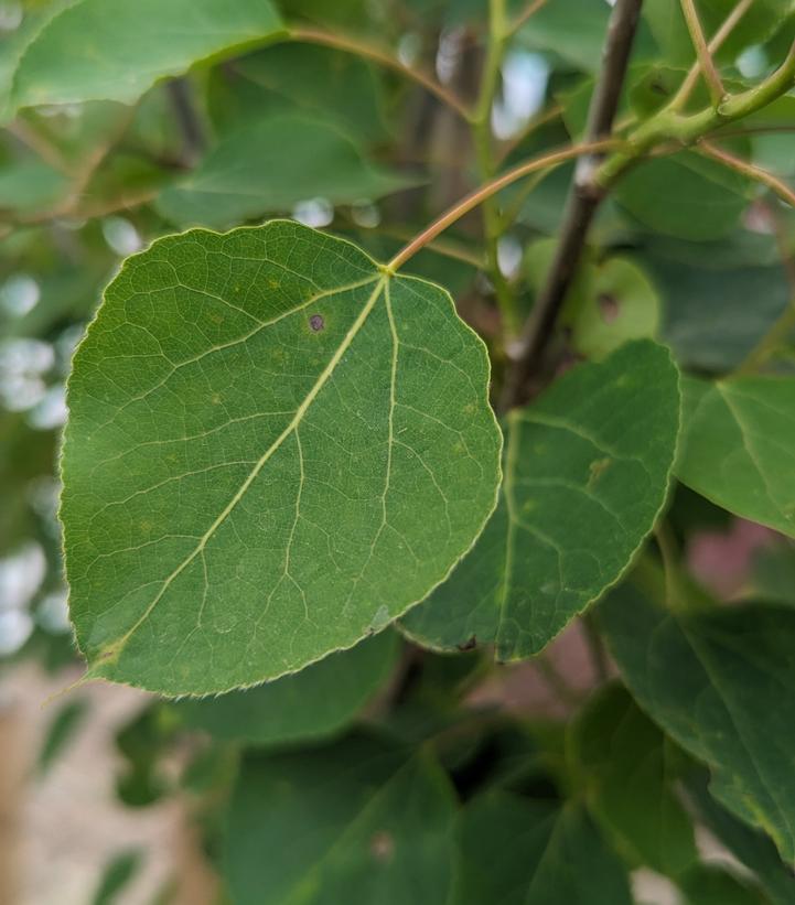 POPULUS TREMULOIDES-Poplar
