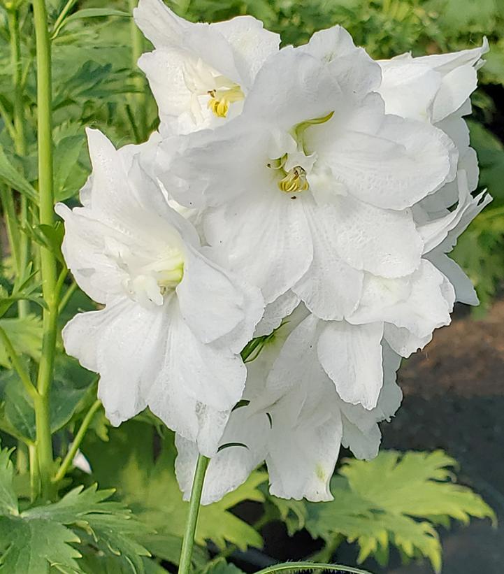 DELPHINIUM ELATUM `GUARDIAN WHITE`