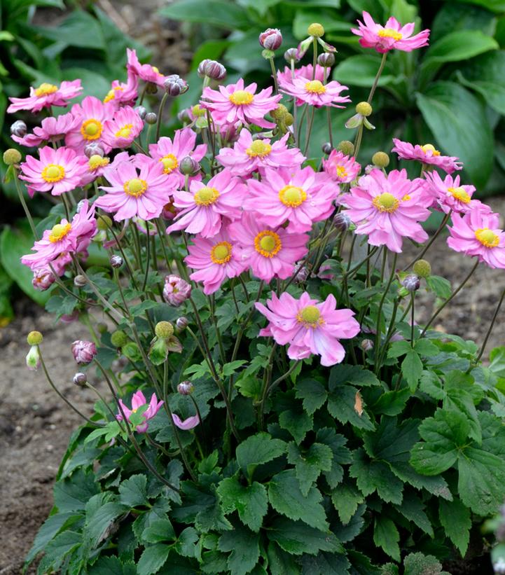 ANEMONE `CURTAIN CALL PINK`
