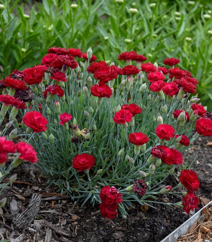 DIANTHUS PRETTY POPPERS `ELECTRIC RED`