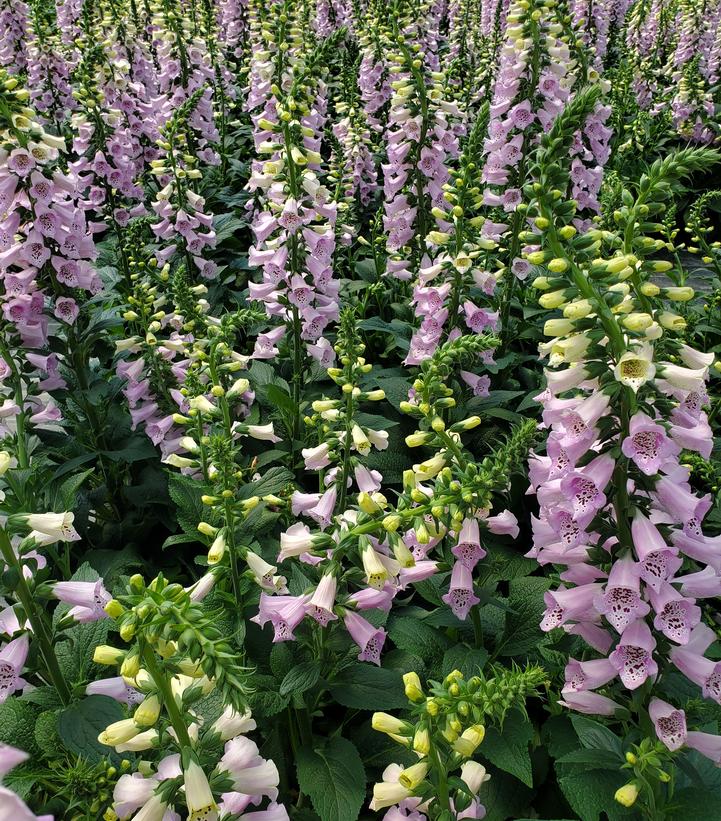 DIGITALIS PURPUREA `CAMELOT LAVENDER`