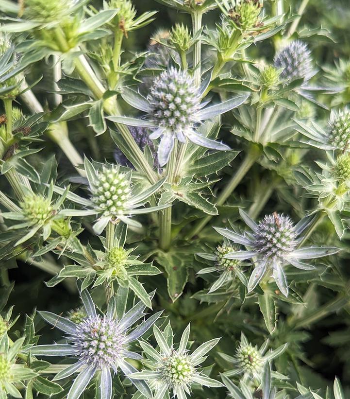ERYNGIUM `BLUE HOBBIT`