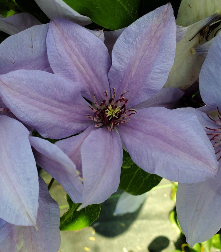 CLEMATIS `BERNADINE`
