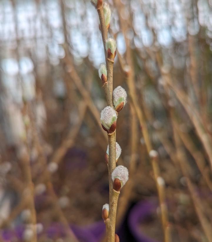 SALIX CANDIDA `ICEBERG ALLEY`