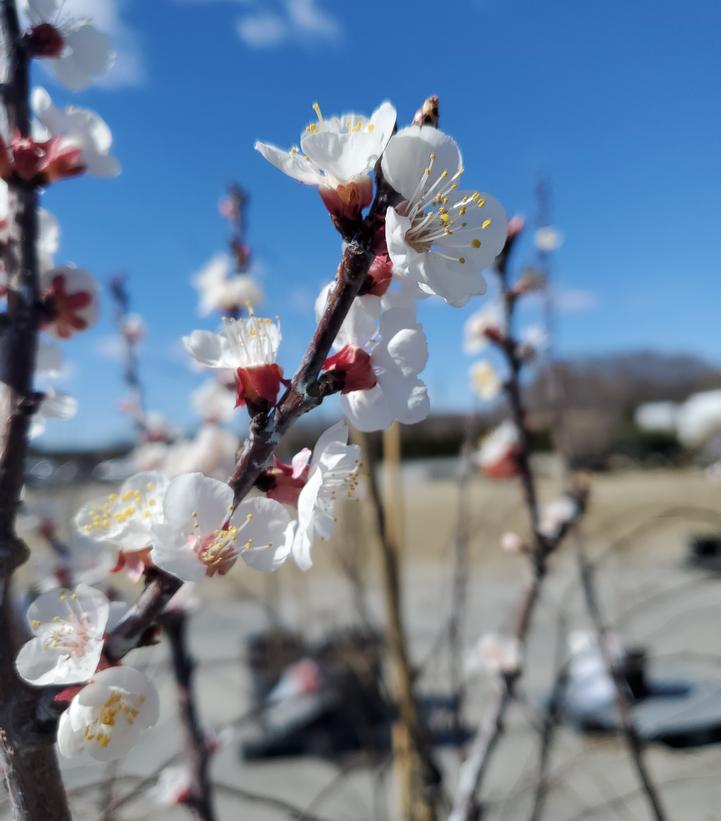 PRUNUS `GOLDBAR` APRICOT