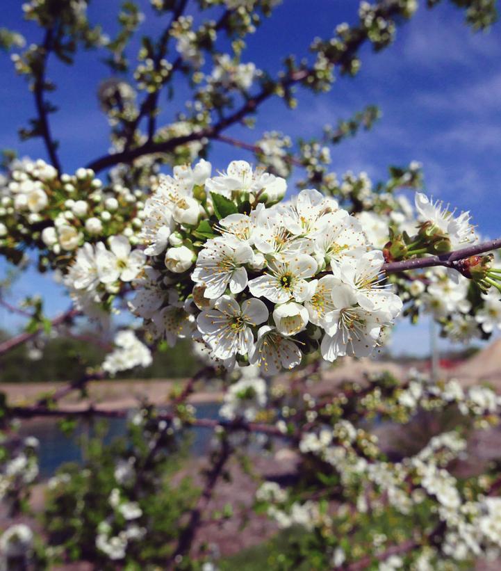 PRUNUS `SWEET CHERRY PIE` CHERRY SWEET