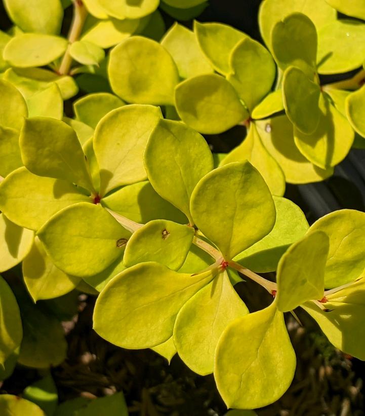 BERBERIS WORRYFREE `LEMON CUTIE`
