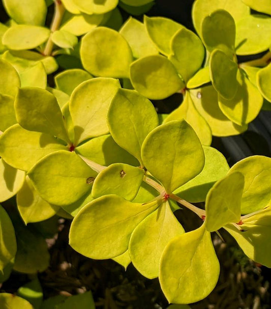BERBERIS WORRYFREE `LEMON CUTIE`