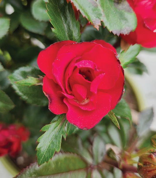 ROSA `KNOCK OUT PETITE`