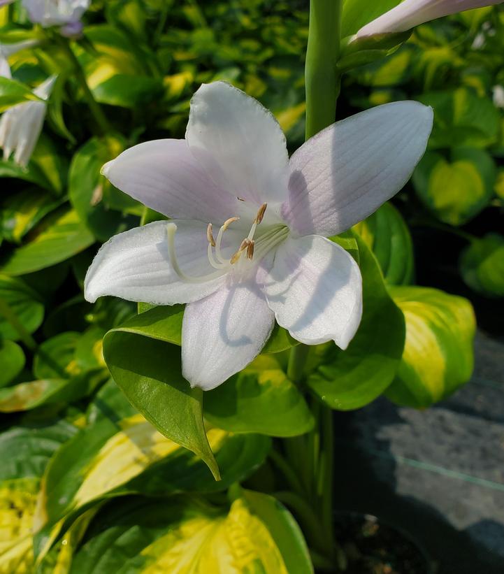 HOSTA `AVOCADO`