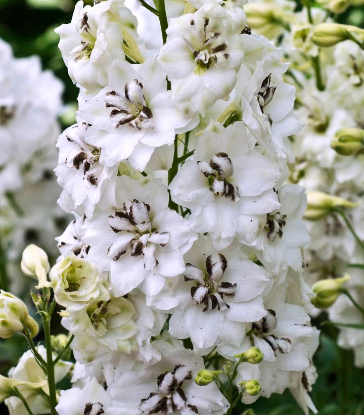 DELPHINIUM NEW ZEALAND `BLACK EYED ANGELS`
