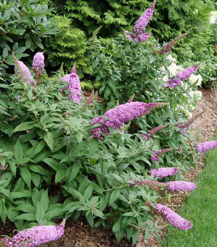 BUDDLEIA PUGSTER `PINKER`