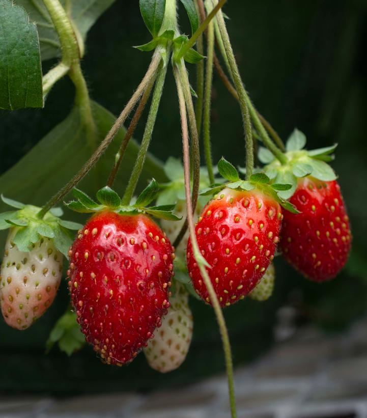 STRAWBERRY `SCARLET BELLE` - 6`` POT