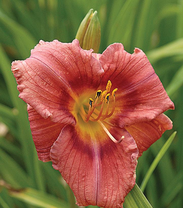 HEMEROCALLIS `ROSY RETURNS`
