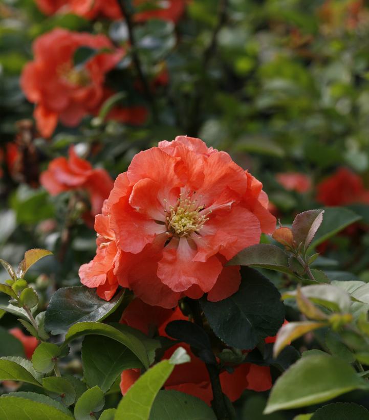 CHAENOMELES `DOUBLE TAKE PEACH`