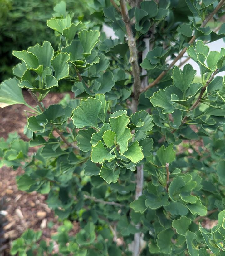 GINKGO BILOBA `SKINNY FIT`