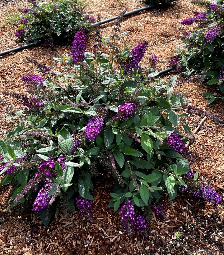 BUDDLEIA X `BLUEBERRY PIE`