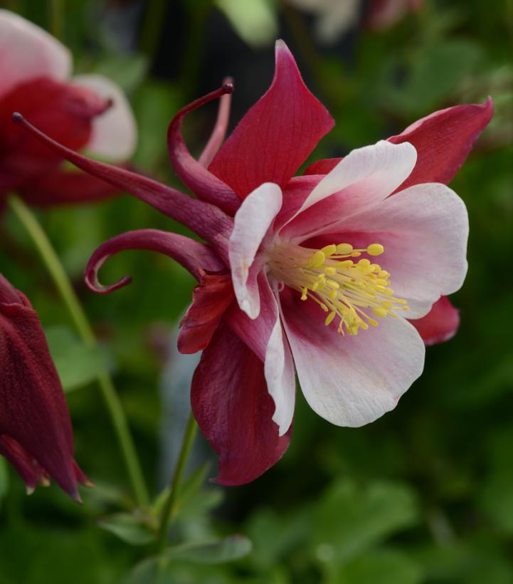 AQUILEGIA EARLYBIRD `RED WHITE`