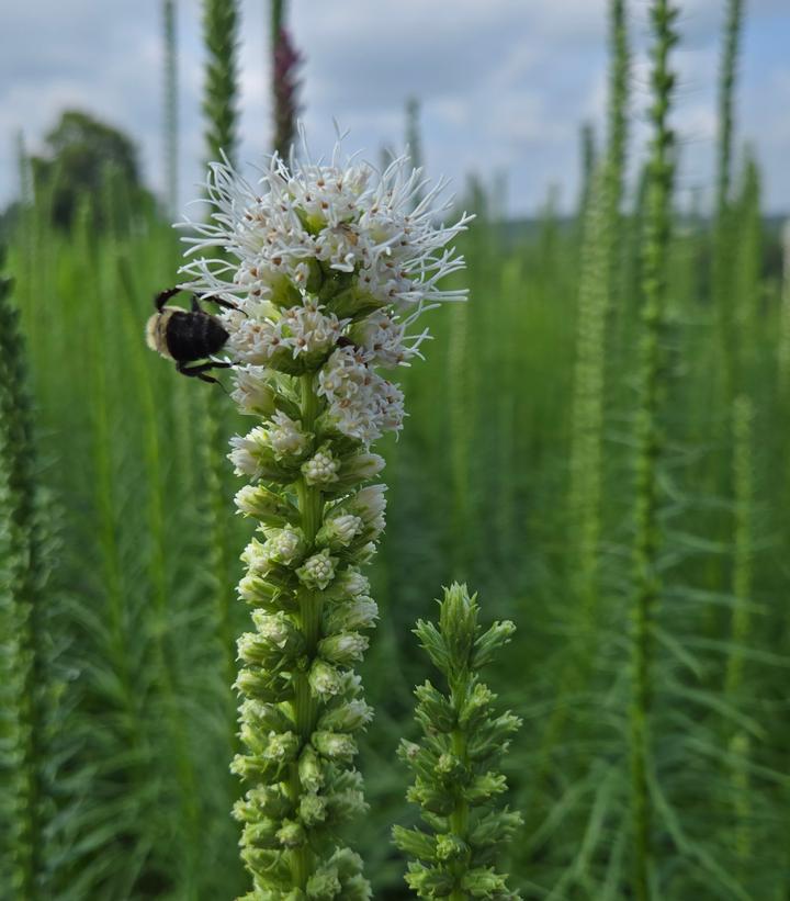 LIATRIS SPICATA `FLORISTAN WHITE`-Dense Blazing Star; Gayfeather