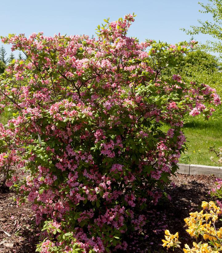 AZALEA ELECTRIC LIGHTS `DOUBLE PINK`