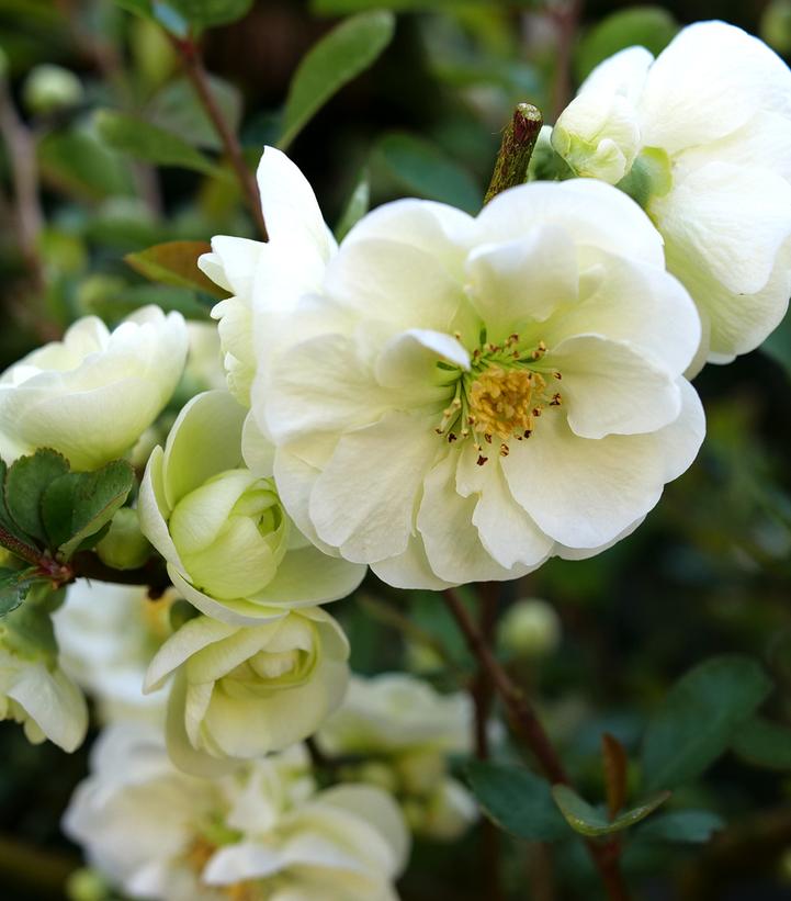 CHAENOMELES `DOUBLE TAKE ETERNAL WHITE`