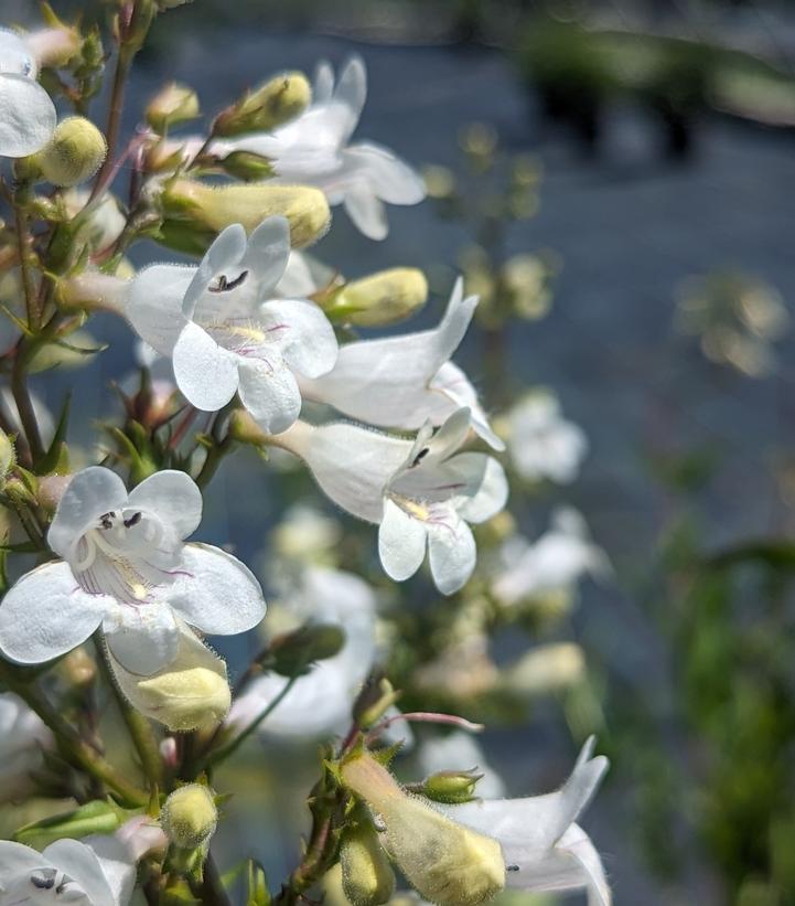 Penstemon digitalis Eco59 3.42L