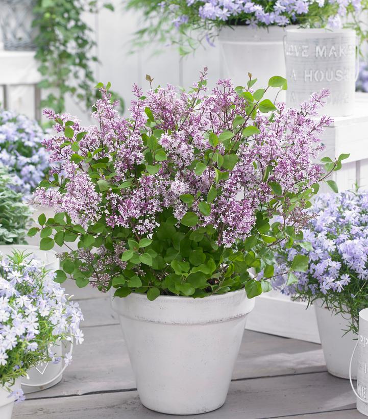 SYRINGA MEYERI `FLOWERFESTA PURPLE`