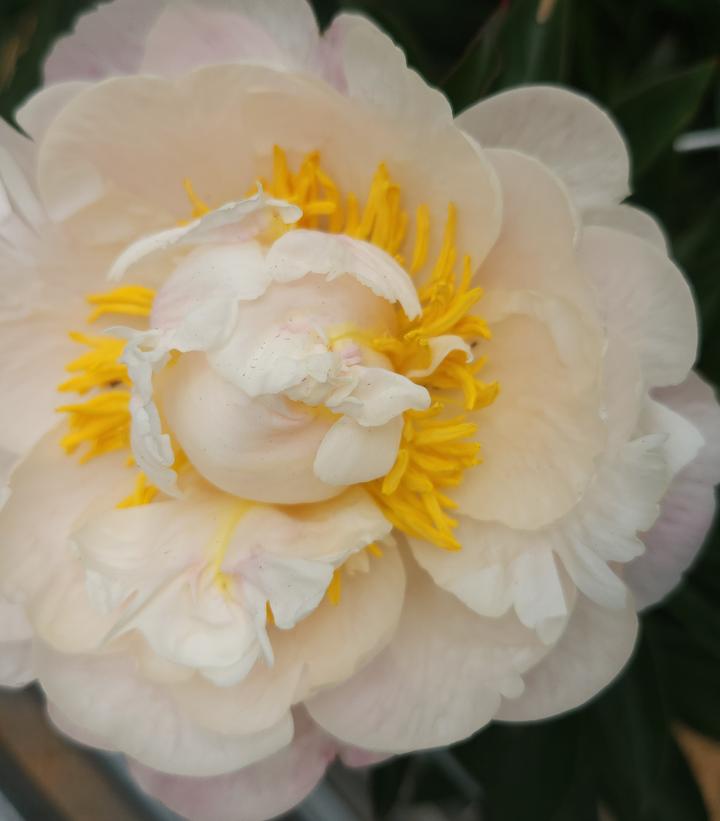 PAEONIA LACTIFLORA `GARDENIA` (WHITE)