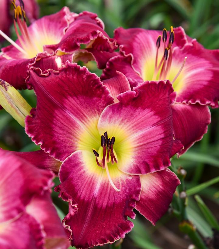 HEMEROCALLIS RAINBOW RHYTHM `BLOOD SWEAT AND TEARS