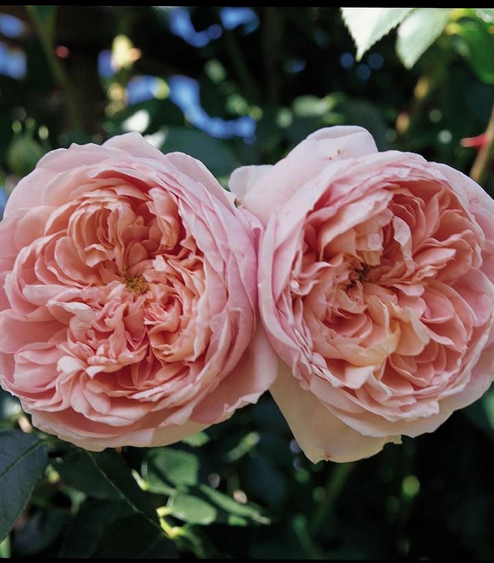 ROSA `COLETTE` CL