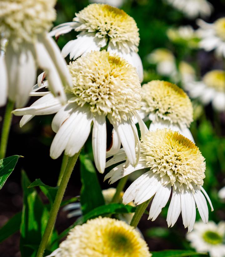 ECHINACEA VANILLA DRIP™