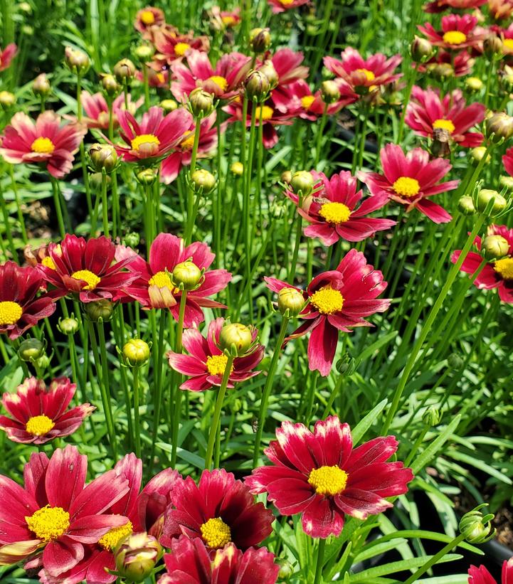 COREOPSIS LI`L BANG `RED ELF`