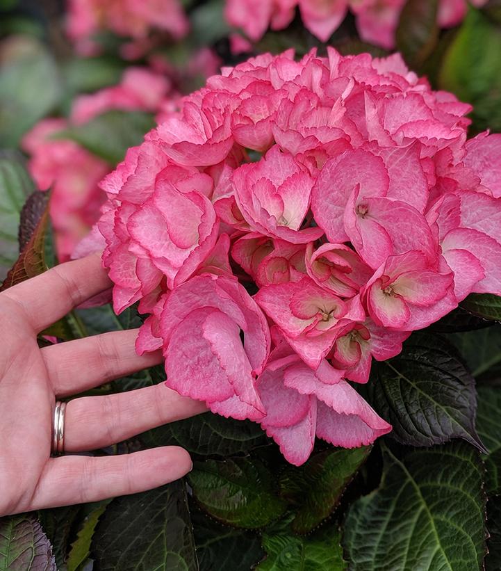 HYDRANGEA M `FIREFLY`