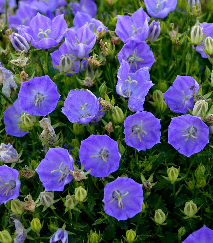 CAMPANULA CARPATICA `RAPIDO BLUE`