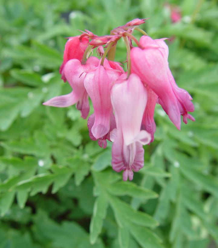DICENTRA EXIMIA